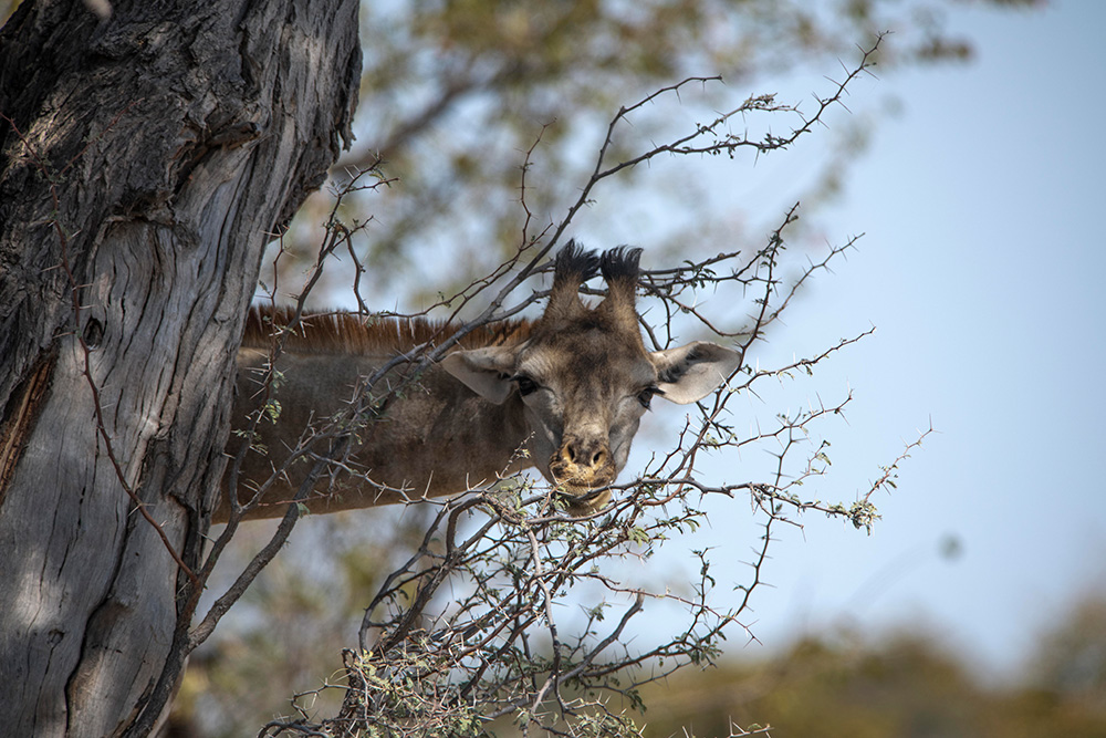 giraffe peeping around tree trunk