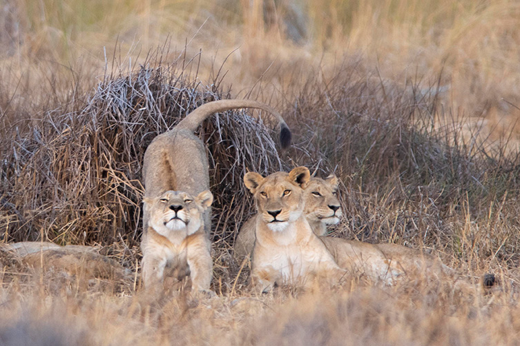 lion stretching with two other lions in background