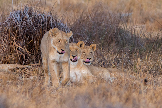 three lions in a row walking towards you with tongues out