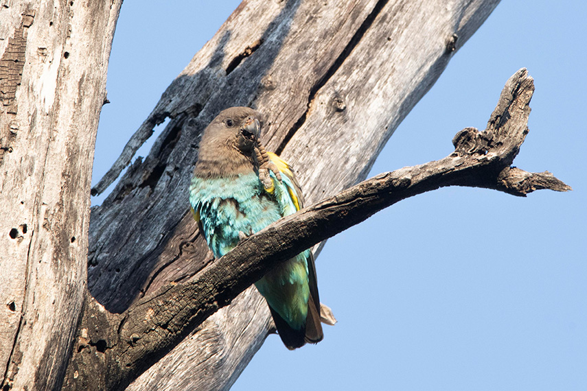 Meyers parrot sitting in a tree